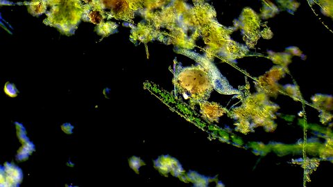 Micro organism Euglena feeding at algae