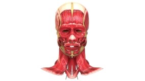 Human Body Muscular System Head Muscles Anatomy Animation Concept. 3D