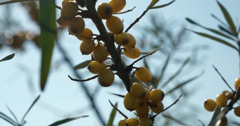 Close-up Yellow Seaberry Berries on Common Sea Buckthorn Shrub Bush Tree - Hippophae. Summer Sunny Day 4K