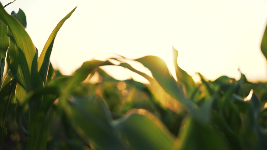 Agriculture. Leaves of corn in sun at sunset. Corn plantation.Green leaves of plants in field. Farm of maize plants.Agriculture concept. Maize plantation at sunset.Green leaves on an agricultural farm Royalty-Free Stock Footage #1082300488