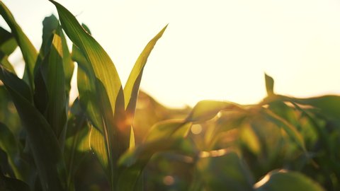 Agriculture. Leaves of corn in sun at sunset. Corn plantation.Green leaves of plants in field. Farm of maize plants.Agriculture concept. Maize plantation at sunset.Green leaves on an agricultural farm