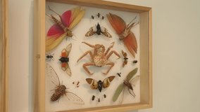 This panning video shows colorful and exotic shadow boxes filled with amazing insect specimens.