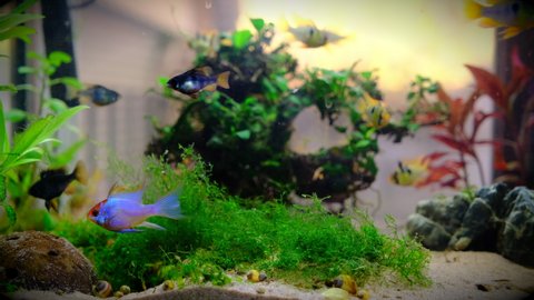 The blue ram, Mikrogeophagus Ramirezi, is a species of freshwater fish endemic to the Orinoco River basin. Here's a colony with different sub-species: Blue Electric, Black Ram, Golden Ram.