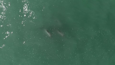 Drone shot of some dolphins from above