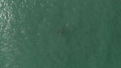 Drone shot of some dolphins from above