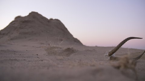 Skull of a dead gazelle with horns lie on the sand in the sunset desert. Goitered gazelle horns in the evening desert. Skull in the desert. Horns in the desert.