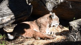 HD video one bob cat laying on straw surrounded by old cut logs, yawns then starts cleaning itself.