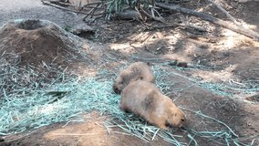 4K HD video of a prairie dog fastidiously  eating pieces of hay, another prairie dog comes up to and takes a piece from it
