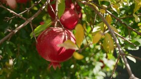 Close-up view handheald 4k slow motion video of white female hand touching ripe skin of red juicy organic pomegranate fruit hanging on green tree outdoors. Happy farmer and good harvest concept