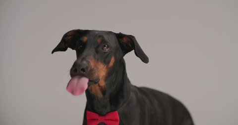 hungry cute dobermann dog with bowtie sticking out tongue and licking nose while curiously looking up on grey background