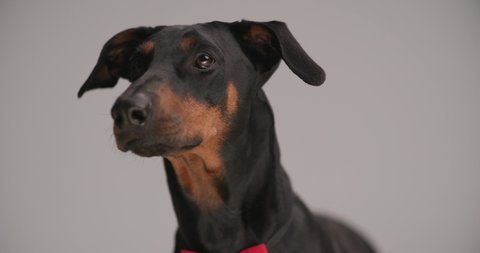 closeup of adorable dobermann dog wearing red bowtie around neck, sticking out tongue and looking up on grey background