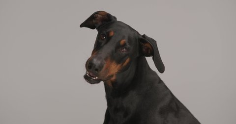 side view of happy dobermann dogg sticking out tongue and panting, looking up and sitting on grey background