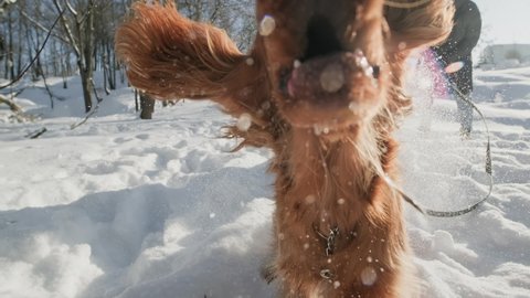 Young dog playing outdoors in snow at winter. Spaniel having fun at winter sunny weekend. Brown dog walking in snow with owner on leash. 4K, UHD