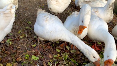 White geese with red beaks and legs gogochuty and walk close-up near the camera. High quality 4k footage