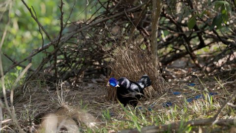 a high frame rate clip of a male satin bowerbird holding a blue bottle cap as a female flies past to his bower in a forest on the central coast of nsw, australia