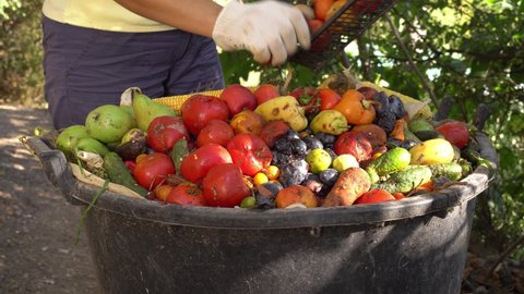 A farmer throws rotten vegetables and fruits into a compost heap. Food Loss at the Farm. Agricultural production and harvest. Reducing food waste concept