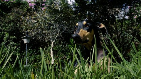 A beautiful young black Sloughi greyhound dog (nicknamed Arabian greyhound) lays relaxed in grass, in the garden. Low angle view.