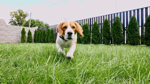 Beagle dog run at grass outdoors are running towards the camera in a green park. Dog play he game with owner. Slow motion.