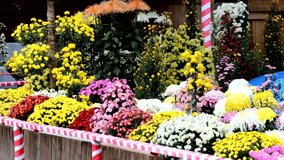 Scenery of the chrysanthemum festival at a Japanese shrine