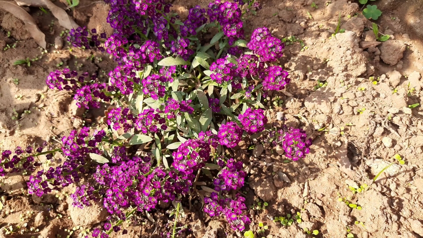 Verbena ( vervain) is a genus in the family Verbenaceae. It contains about 250 species of annual and perennial herbaceous or semi-woody flowering plants. flowers of Verbena in winter season. 