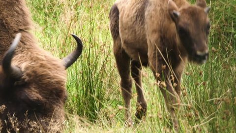 Bison bonasus or European wood bison, also known as wisent or zubr, or buffalo, is a European species of bison. European bison is heaviest wild land animal in Europe.