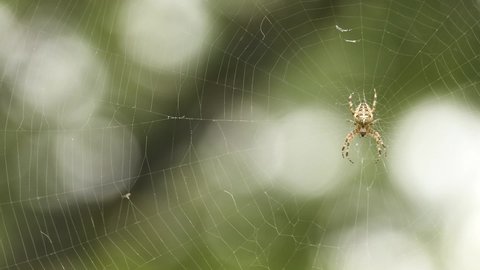 Araneus diadematus is commonly called the European garden, diadem, orangie or cross spider and crowned orb weaver. It is sometimes called the pumpkin spider.