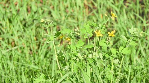 Chelidonium majus (Greater, Garden or Great celandine, Swallowwort, Nipplewort, Rock poppy, Swallow-wort, Tetterwort) is perennial herbaceous flowering plant in poppy family Papaveraceae.