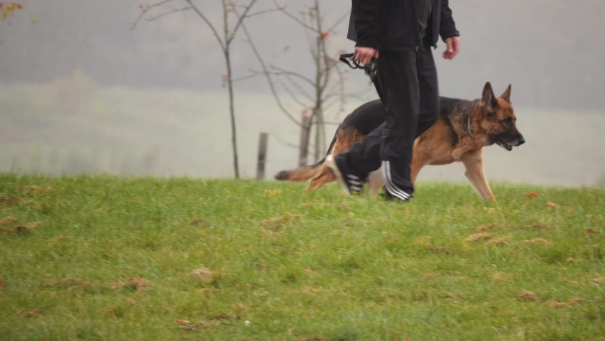 A man leads a German shepherd dog on a leash through an autumn city park. Royalty-Free Stock Footage #1082343085