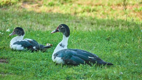 Muscovy duck (Cairina moschata) is a large duck native to the Americas. The domestic subspecies, Cairina moschata domestica, is commonly known in Spanish as the pato criollo, backyard or mute duck.