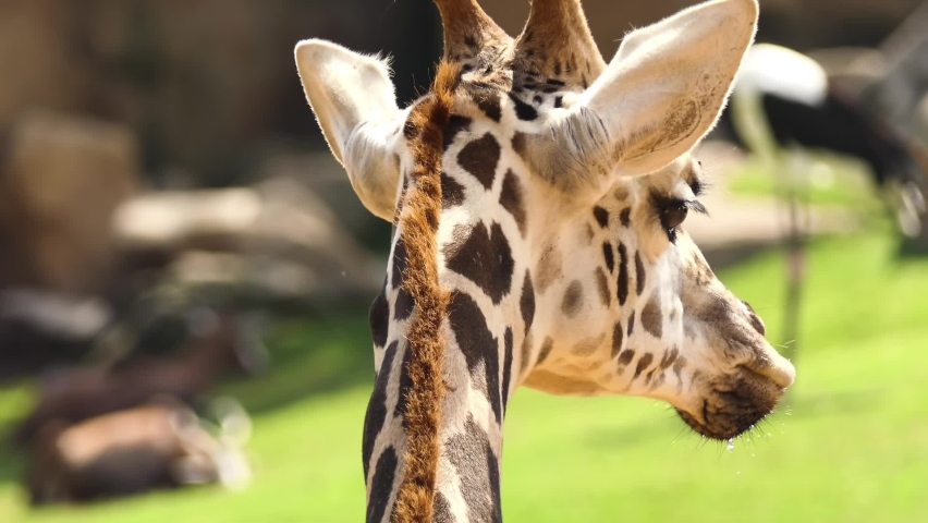 Northern giraffe (Giraffa camelopardalis), also known as three-horned giraffe, is type species of giraffe native to North Africa.