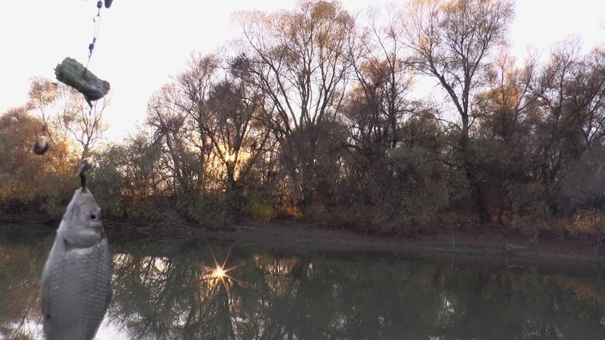 fish crucian carp on a fishing hook with a worm on the background of the river in slow motion.
