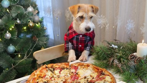 A dog in a red shirt looks at pizza on a festive table. Evening in the kitchen before Christmas