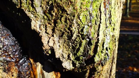 Wood resin on the trunk of a pine tree.