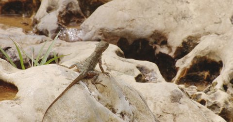 Anole Lizard On Rocks At Swamp Near Rio Tanama In Puerto Rico. Closeup