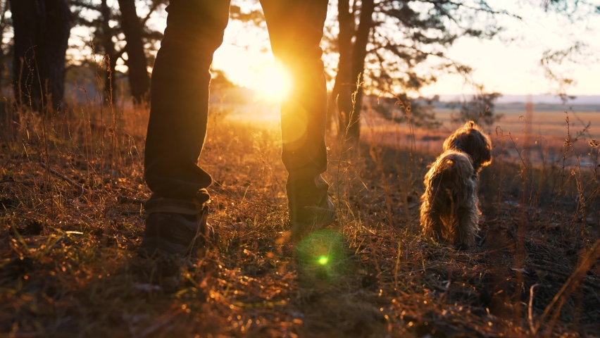 Tourist walking with dog in forest park.Active lifestyle concept.Tourist feet walking through park.Active travel with dog.Boots on legs of tourist.Hiking concept.Foot foot of man travel in nature Royalty-Free Stock Footage #1082363626
