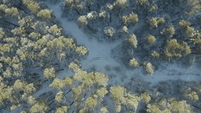 flying over a path in a winter forest on a throne, nature in winter.