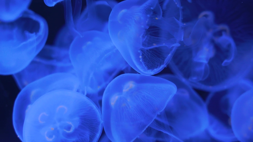 Closeup of Sea Moon jellyfish translucent blue light color and dark background.Aurelia aurita swimming underwater shots glowing jellyfish moving in water pattern.
 Royalty-Free Stock Footage #1082367457