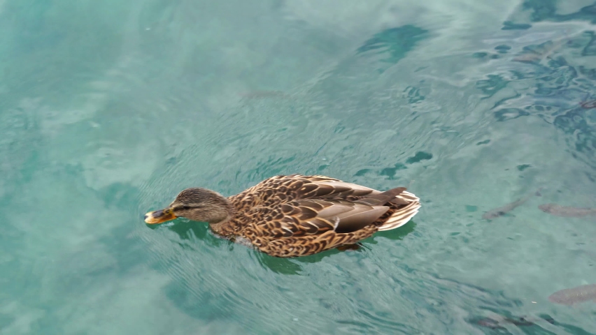 Ducks swim on the famous Plitvice Lakes in the morning , Croatia, Europe, travel and nature concept