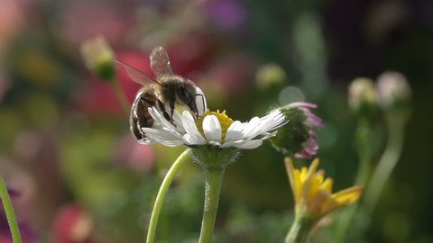 Bee on daisy flower, pollination, colorful background, Nature slow-motion. Honeybee.