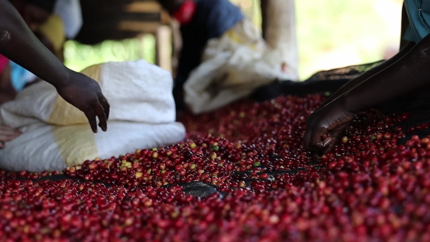 group of African workers are sorting fresh beans at coffee washing station. High quality footage Royalty-Free Stock Footage #1082370238