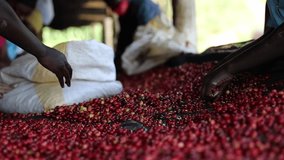 group of African workers are sorting fresh beans at coffee washing station. High quality footage