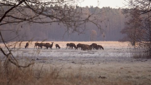 A herd of red deer (Cervus elaphus) grazing in a meadow on a morning autumn day. A herd looking for food 
