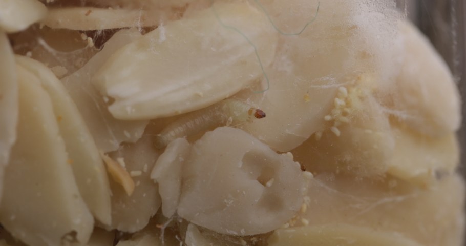 A shocking scene unfolds as La Plodia interpunctella larvae, known as Indian mealmoth larvae, wreak havoc on stored dried fruits, emphasizing the urgency of pest control measures