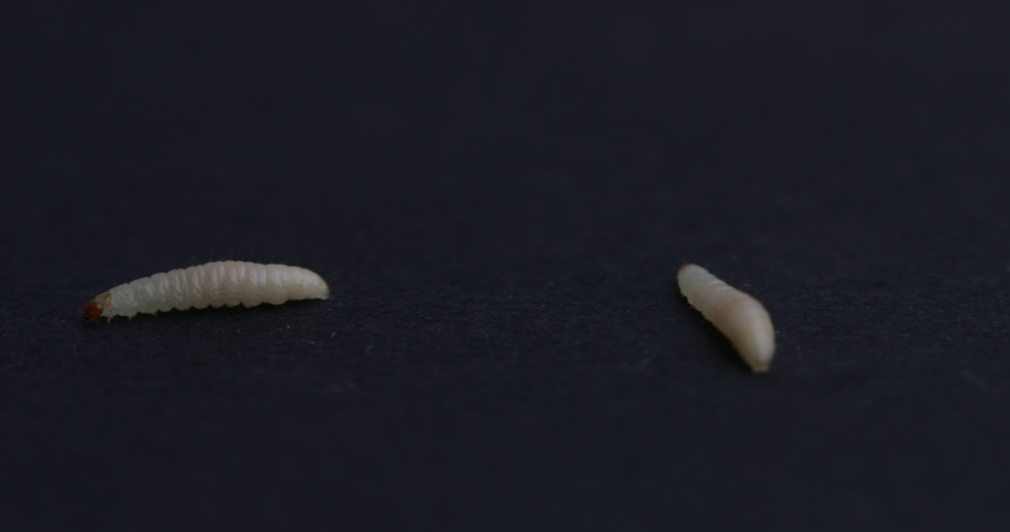 Close-up of La Plodia interpunctella Larva (Indian Mealmoth Larva)