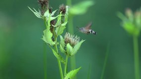 The rare butterfly the hummingbird hawk-moth (Macroglossum stellatarum) captured on video while feeding on the nectar of flowers.