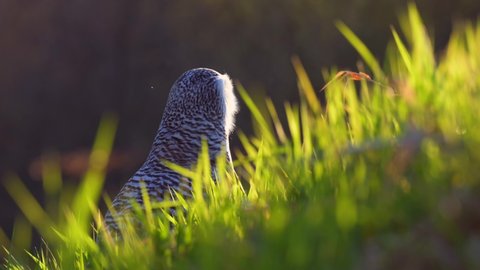 The snowy owl (Bubo scandiacus) or polar owl sitting in the grass in a meadow and eating prey. Spring weather in the polar region.