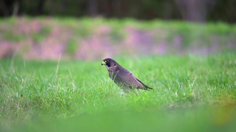 The peregrine falcon (Falco peregrinus) enjoys its prey in the tall green spring grass.