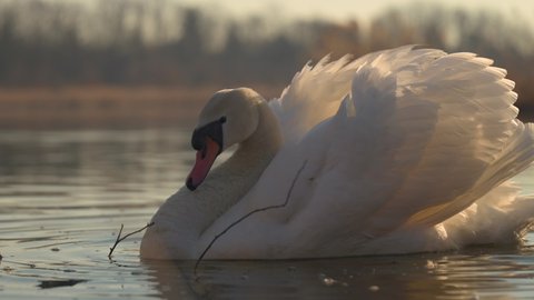 A beautiful white swan floating on the surface of a lake on a beautiful spring morning. Golden hour.