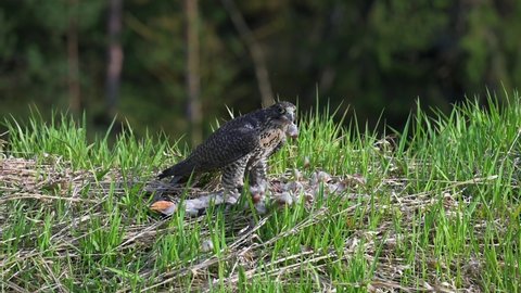 The peregrine falcon (Falco peregrinus) enjoys its prey in the tall green spring grass.