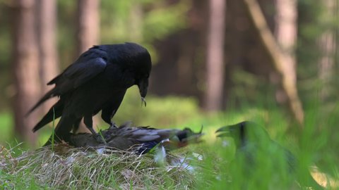 A pair of common raven (Corvus corax) plucking feathers from prey. They fight together on the ground in the woods in the grass.